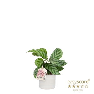 CALATHEA SPECIES P7 RAW GREY