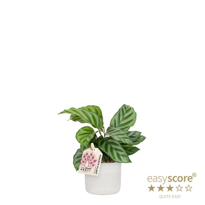 <h4>CALATHEA SPECIES P7 RAW GREY</h4>