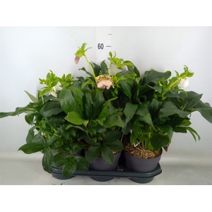 Helleborus ori.