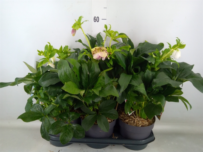 <h4>Helleborus ori.</h4>