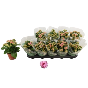 KAL GE ALANO BICOLOR