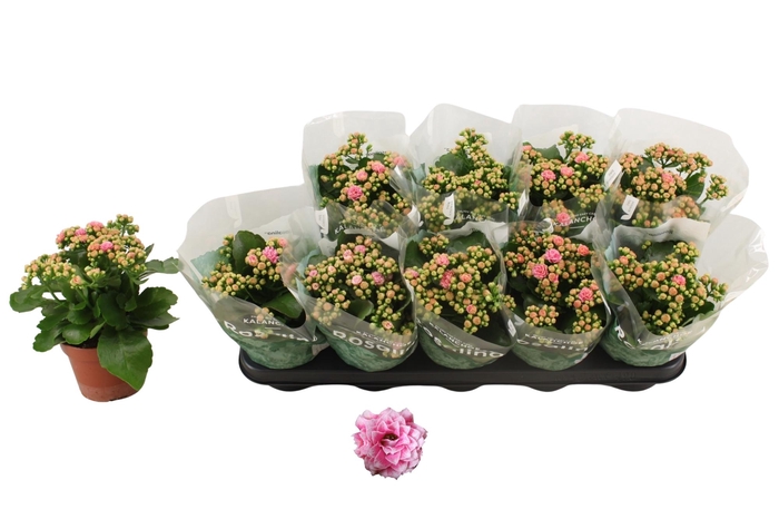 <h4>KAL GE ALANO BICOLOR</h4>