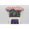 Ozothamnus Cooks Pink