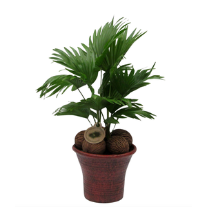 Livistona in hosta big bruin