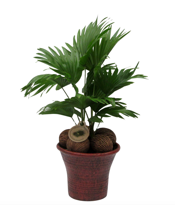 <h4>Livistona in hosta big bruin</h4>