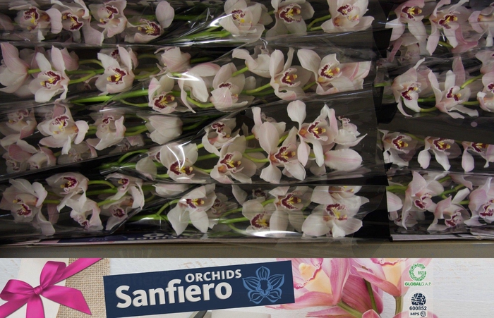 <h4>CYMB T LONG JOHN</h4>