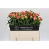 Paeonia Coral Sunset