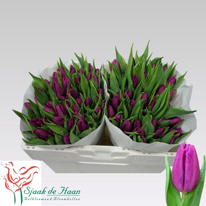 <h4>TU EN PURPLE PRINCE</h4>