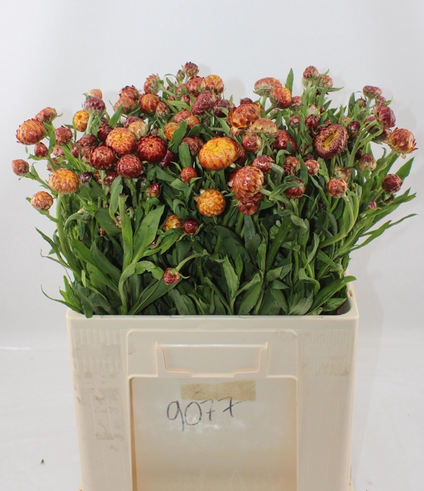 <h4>HELICHRYSUM OV</h4>