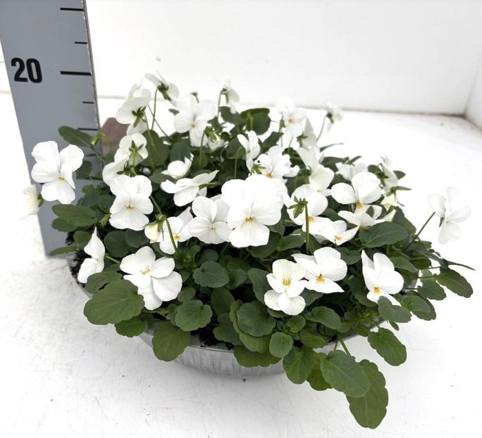 <h4>VIO CO SORBET GEM</h4>