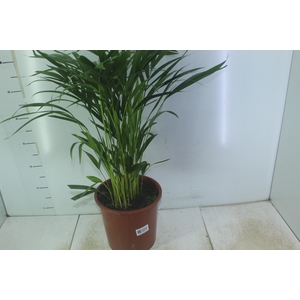 ARECA BAMBU P24