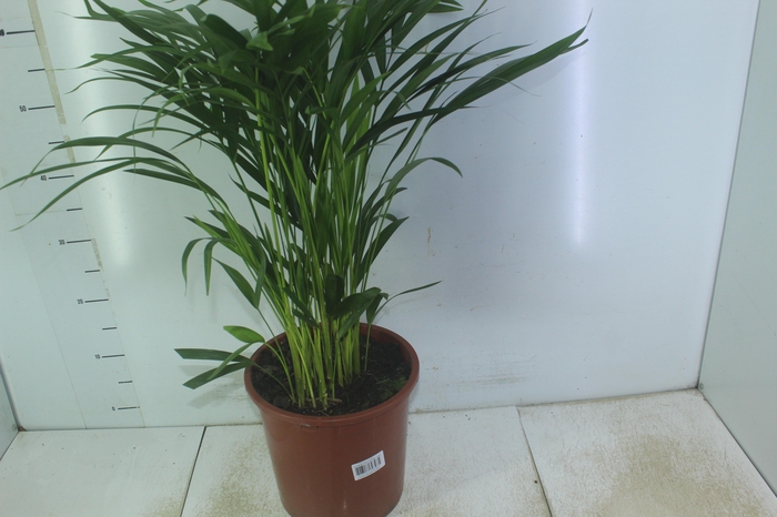 <h4>ARECA BAMBU P24</h4>