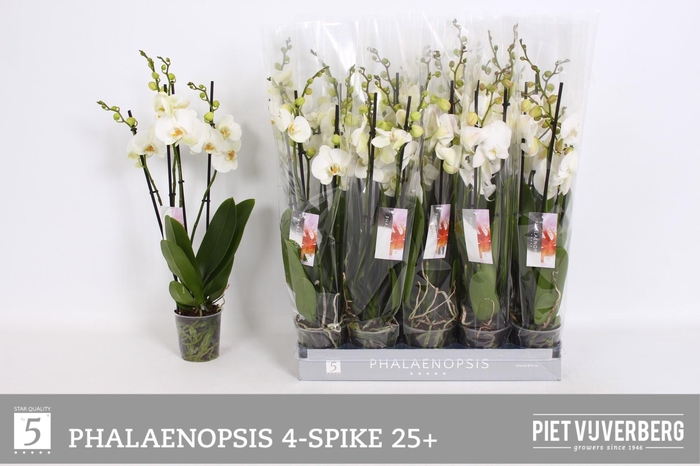 <h4>PHAL OV WIT</h4>