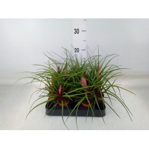 Tillandsia cyanea