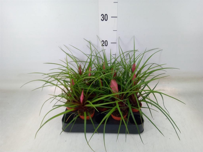 <h4>Tillandsia cyanea</h4>