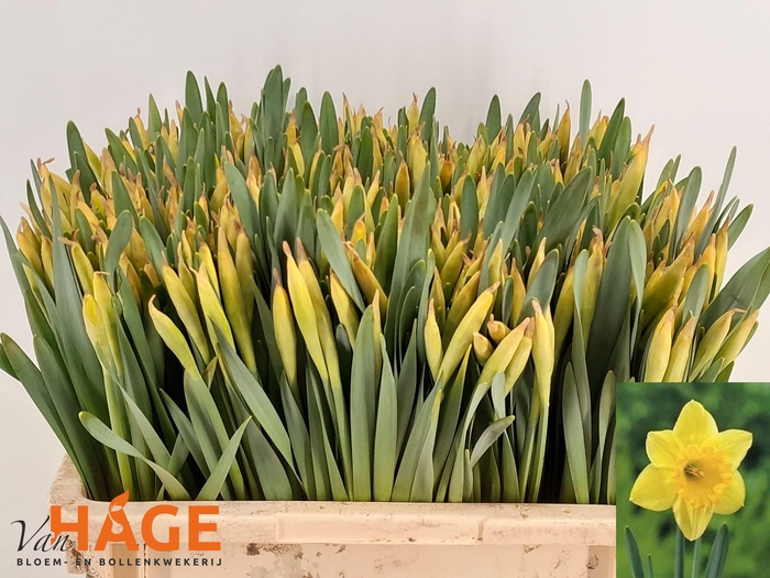 <h4>NARC G CARLTON</h4>