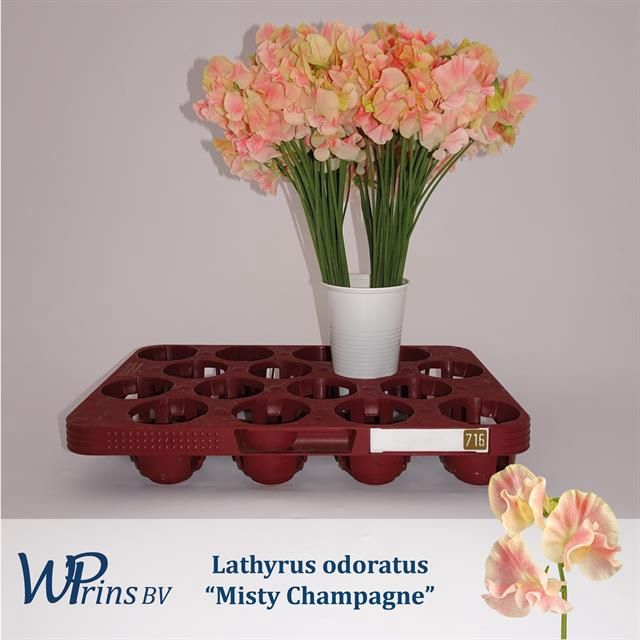 <h4>LATHYR MIST CHAMPAGN</h4>