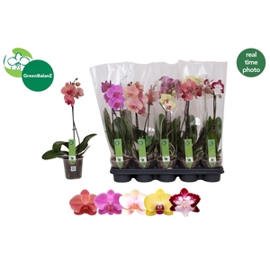 PHAL GEM