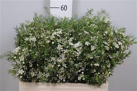 <h4>Chame Un Ofir</h4>