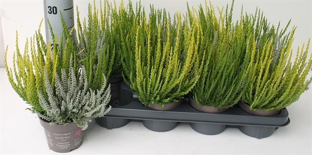 Calluna vulgaris Garden Girls Sunset Fire Trio 12Ø