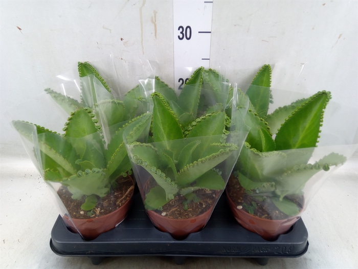 <h4>Kalanchoe NF daigremonti</h4>