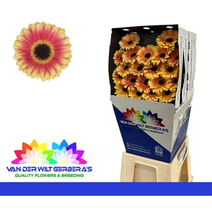 Germini Holy Moly Diamond