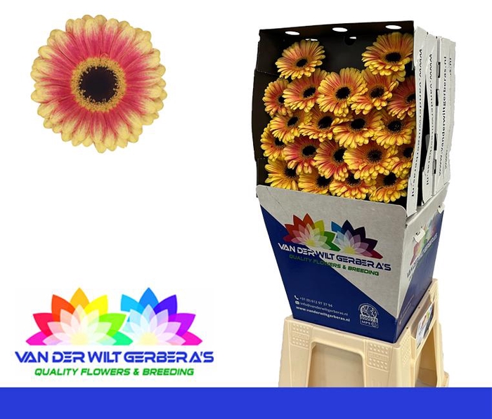 <h4>Germini Holy Moly Diamond</h4>