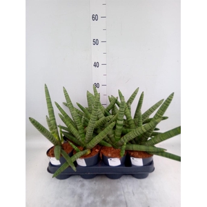 Sansevieria cyl.  ...