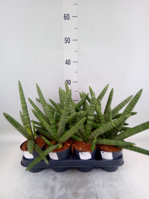 <h4>Sansevieria cyl. ...</h4>