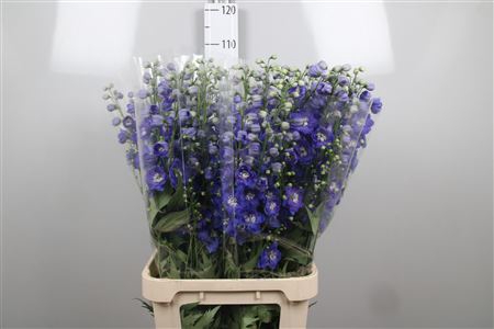 <h4>Delph Du Morning Blue</h4>