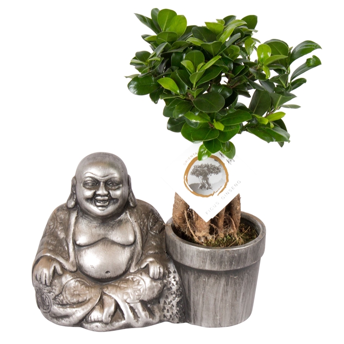 <h4>Ficus microcarpa 'Ginseng'</h4>