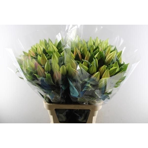 Li Or Catemaco (d.rose)