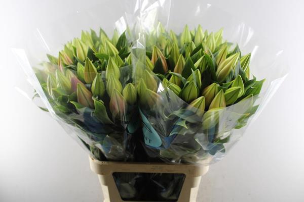 <h4>Li Or Catemaco (d.rose)</h4>