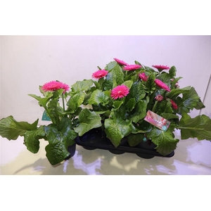 Gerb Sun Tropica
