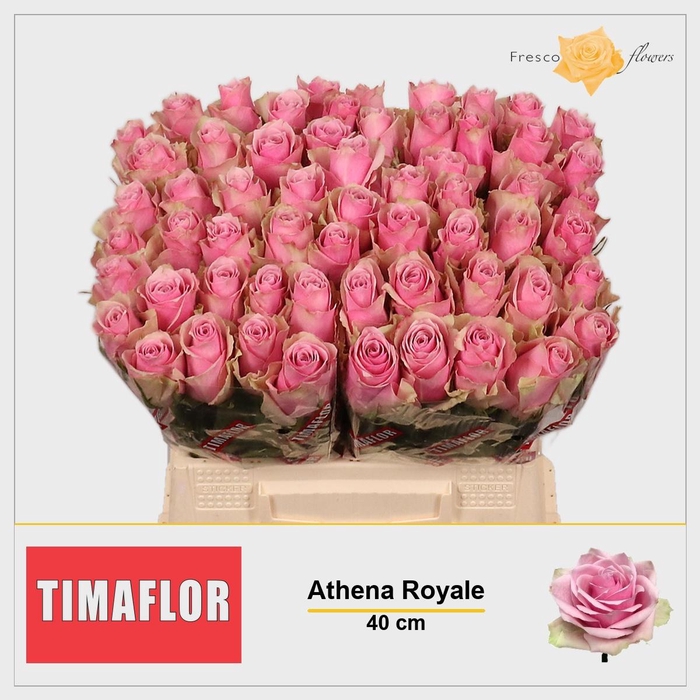 <h4>R GR ATHENA ROYALE</h4>