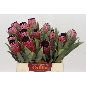 Protea Red Magic