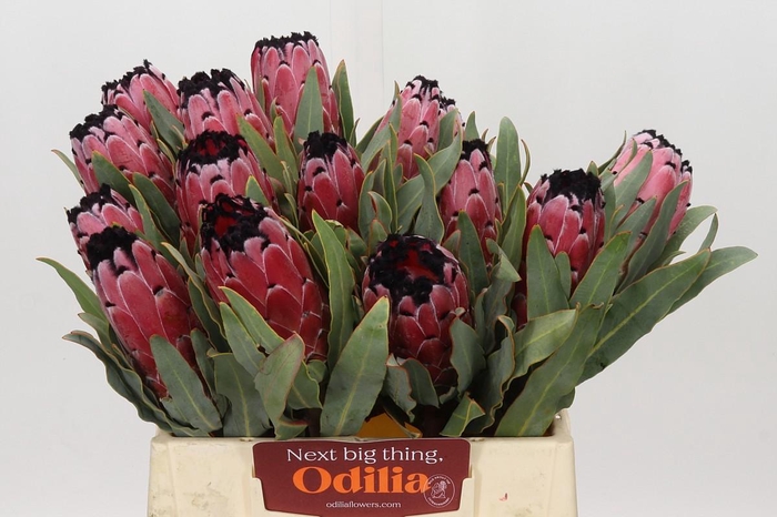 <h4>Protea Red Magic</h4>