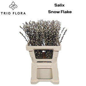 SALIX CA SNOW FLAKE L60