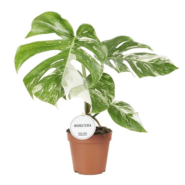 <h4>Monstera deliciosa 'Variegata'</h4>