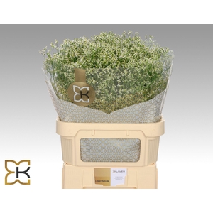LIMONIUM SIN CLEAR DIAMOND LIM SIN
