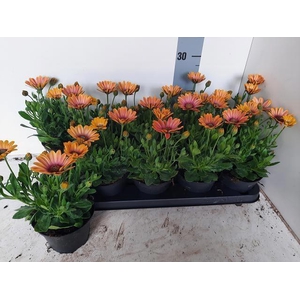 OSTEO FP ORANGE BRON