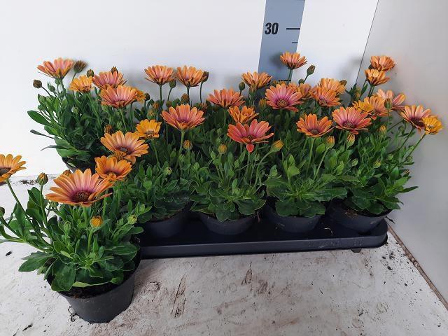 <h4>OSTEO FP ORANGE BRON</h4>