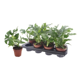 Rhaphidophora Tetrasperma 12Ø 25cm 1pp