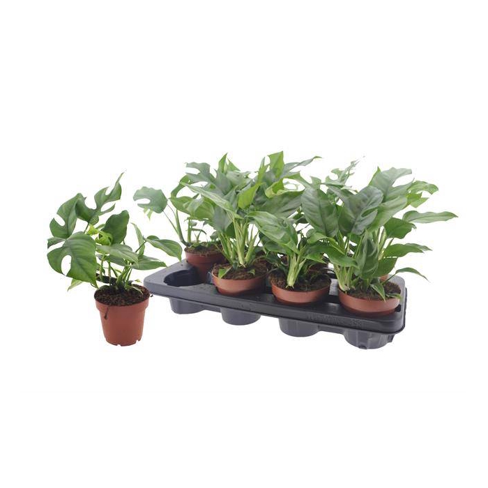 <h4>Rhaphidophora Tetrasperma 12Ø 25cm 1pp</h4>