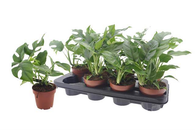 Rhaphidophora Tetrasperma 12Ø 25cm 1pp