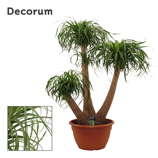 Beaucarnea vertakt 40 cm (Decorum)
