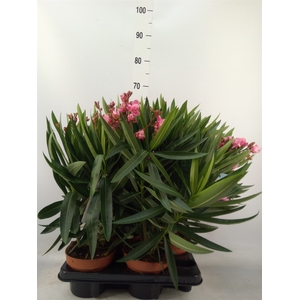 Nerium oleander   ...