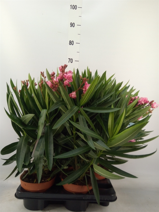 <h4>Nerium oleander   ...</h4>