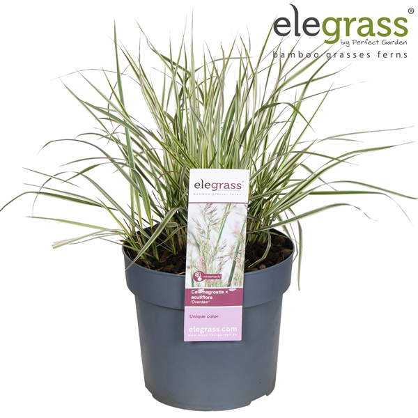 <h4>Calamagrostis acutiflora x 'Overdam' P19</h4>