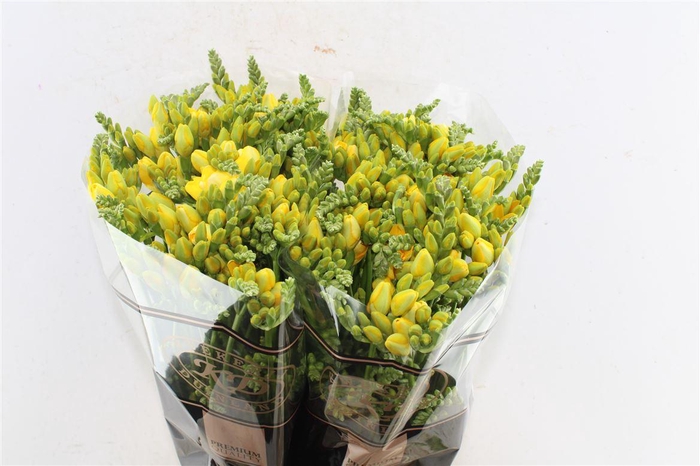 <h4>Fr Du Soleil Yellow</h4>